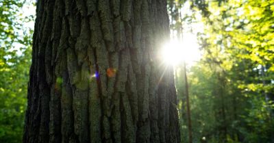 Trwają konsultacje w sprawie utworzenia rezerwatu Park Repecki w Tarnowskich Górach